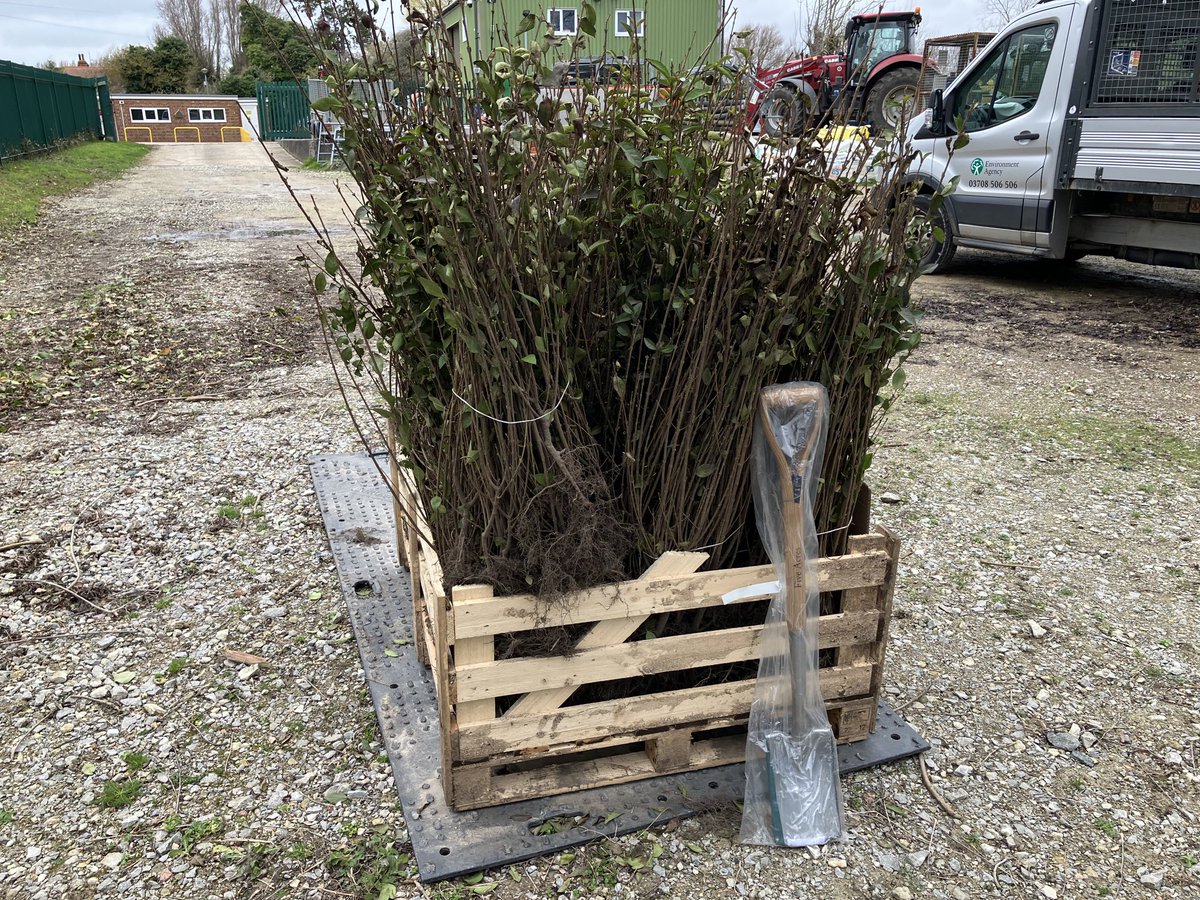 DeTom48's tweet photo. Our new hedgerow plants have arrived ready to be planted at our #PumpingStations @EnvAgencySE https://t.co/cJabz3xL1m