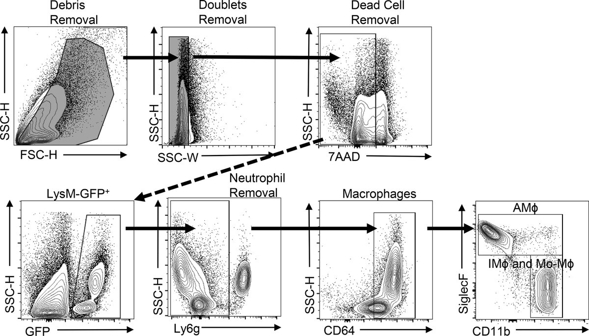 Read more on alveolar macrophages ➡️ Evidence for reprogramming of monocytes into reparative alveolar macrophages in vivo by targeting PDE4b  ow.ly/r3Xz50Nm4rR