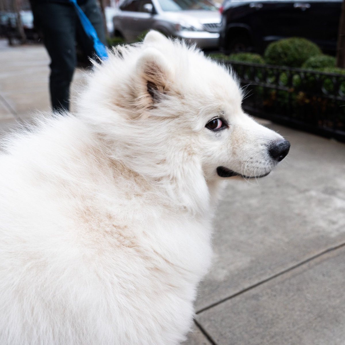 thedogist's tweet image. Obi, Samoyed (2 y/o), Greenwich &amp;amp; Barrow St., New York, NY • “He has a stash of our clothing by the door. His favorite activity is trying to take our socks off. We rescued him from the Chinese meat trade.”