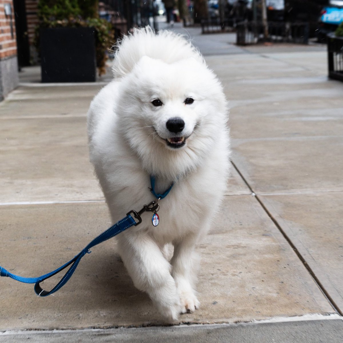 thedogist's tweet image. Obi, Samoyed (2 y/o), Greenwich &amp;amp; Barrow St., New York, NY • “He has a stash of our clothing by the door. His favorite activity is trying to take our socks off. We rescued him from the Chinese meat trade.”