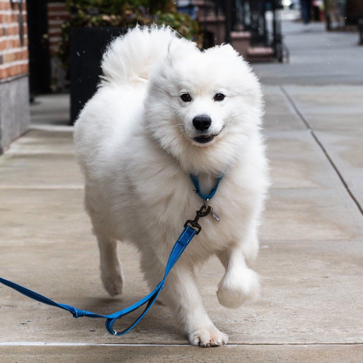 thedogist's tweet image. Obi, Samoyed (2 y/o), Greenwich &amp;amp; Barrow St., New York, NY • “He has a stash of our clothing by the door. His favorite activity is trying to take our socks off. We rescued him from the Chinese meat trade.”