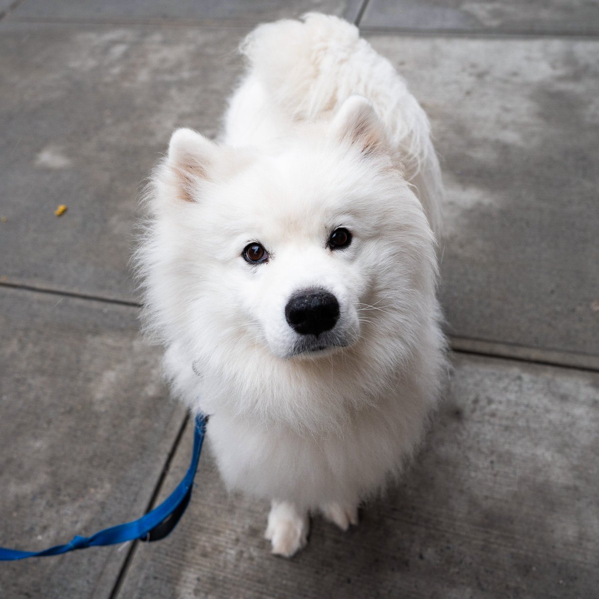 thedogist's tweet image. Obi, Samoyed (2 y/o), Greenwich &amp;amp; Barrow St., New York, NY • “He has a stash of our clothing by the door. His favorite activity is trying to take our socks off. We rescued him from the Chinese meat trade.”