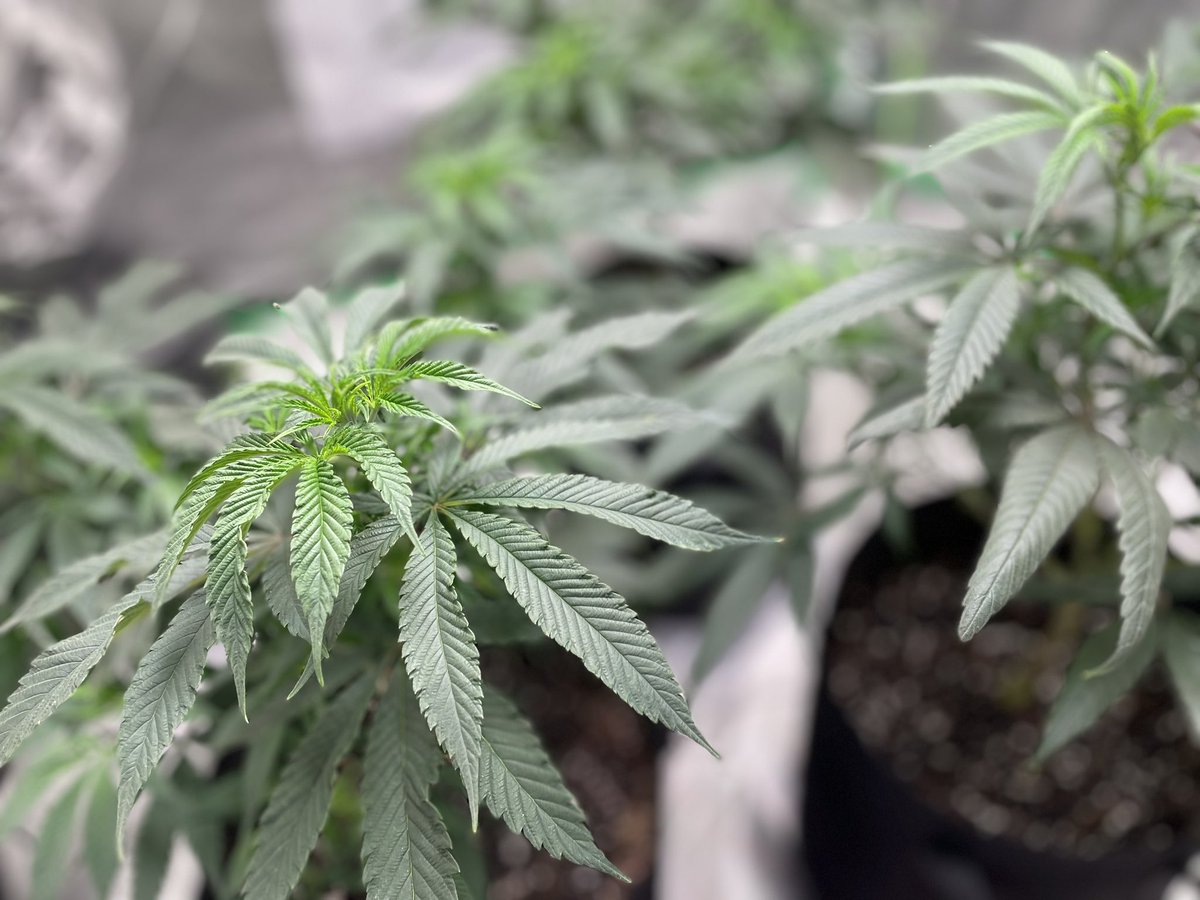 Flipped the plants to #bloom today…now is when the magic happens. #homegrower #CannabisCommunity #growtent #12hrs