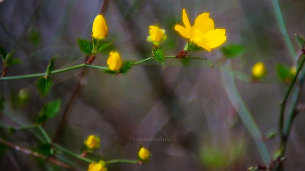 imosenbon's tweet photo. 岡山県某所
3/20
#ヤマブキ
#花
#植物
#canon
#canonphotography
#canonFL https://t.co/ldHaMYpgeC