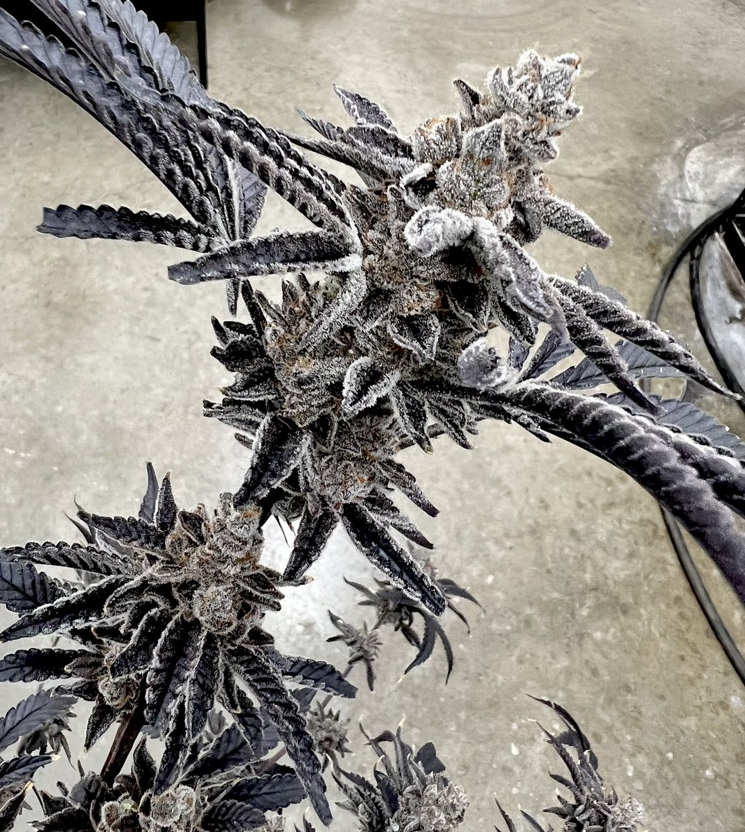 It’s GIVEAWAY time!!! Since Sigma Series is releasing March 31st on exoticgenetix.com, let’s giveaway a few seed packs of Sugar Show baby!!! There’s gonna be 2 winners for this one ladies &amp; gents! Here we go!!! 

🚨Rules~

• Follow <a href="/exoticgenetix/">Exoticgenetix</a> 

• Tag 5 friends 

•