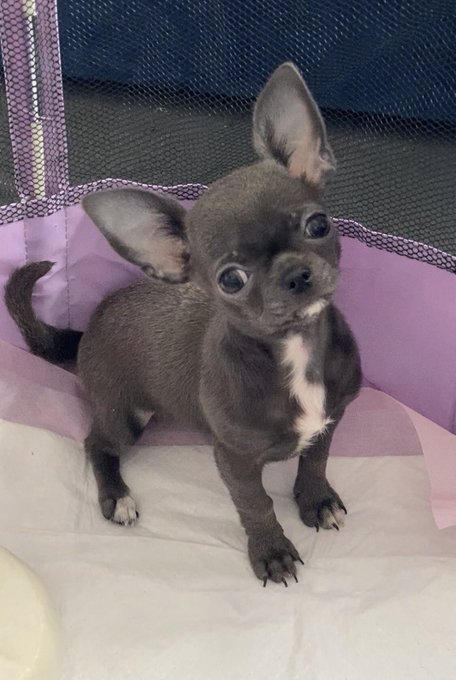 Sim-Wise - How cute is my dog? Seriously 🥺 https://t.co/ESo4AeaQb3