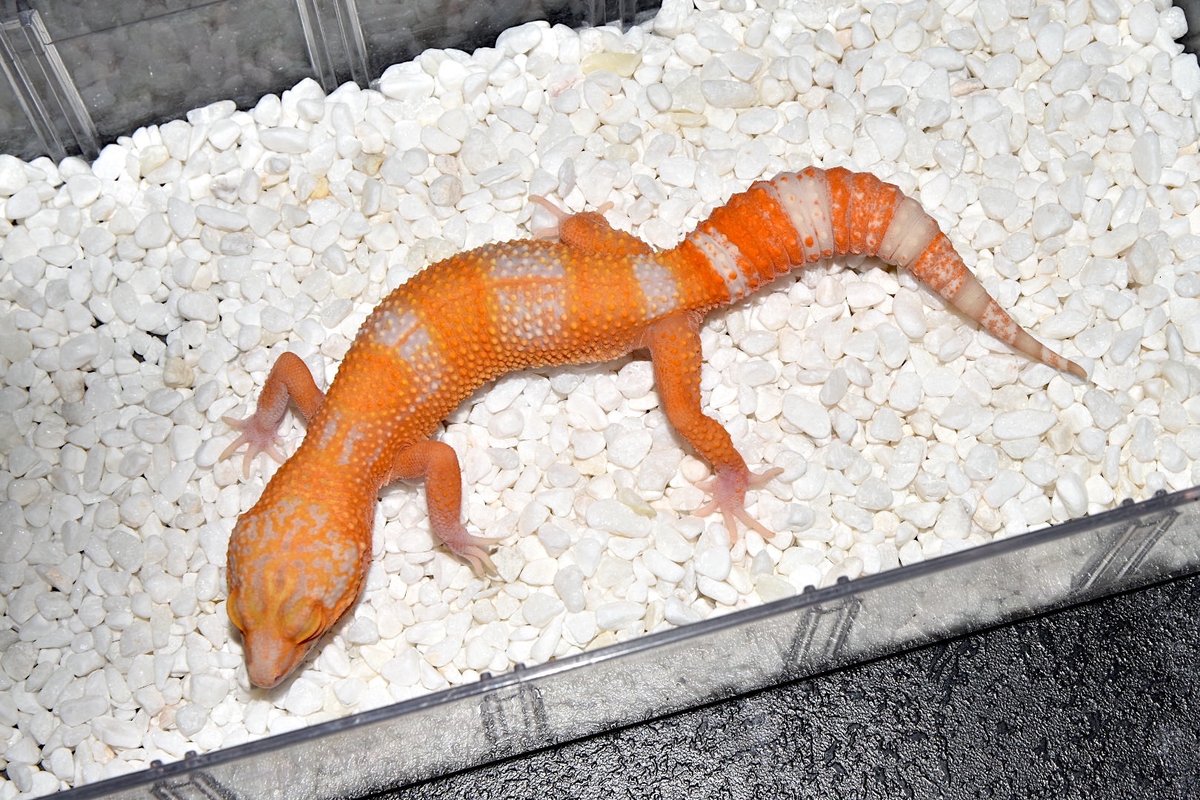 Minireptile_kr's tweet photo. 成長しながらパターンがある程度定着したDevil Stoneです。
白くてきれいなパターンがきれいです。
#leopardgecko #reptile #devilstone #デビルストーン #レッドデビル #レオパードゲコ #ヒョウモントカゲ #爬虫類 https://t.co/NXsWldx2QZ