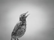 denisew428's tweet photo. #blackandwhitephotography #photography #babybird #birdlover #fledglingbird #robin #babyrobin #AYearForArt #denisewiesephotography
get this #blackandwhite #art print here!
https://t.co/7LqVACxqR9 https://t.co/9KkzGC2HNt