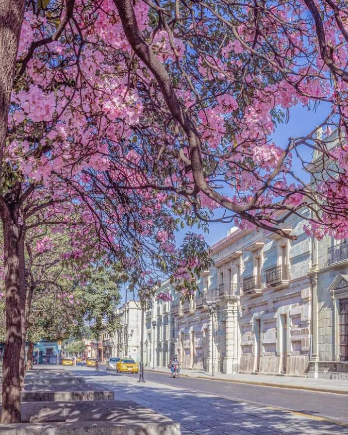 valmp79's tweet photo. Bienvenida la #Primavera 
#Oaxaca 
🌸🐦🌅 https://t.co/H4ZeAtBsTq