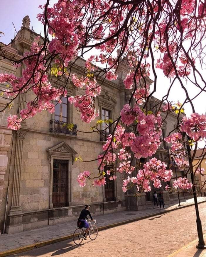 valmp79's tweet photo. Bienvenida la #Primavera 
#Oaxaca 
🌸🐦🌅 https://t.co/H4ZeAtBsTq