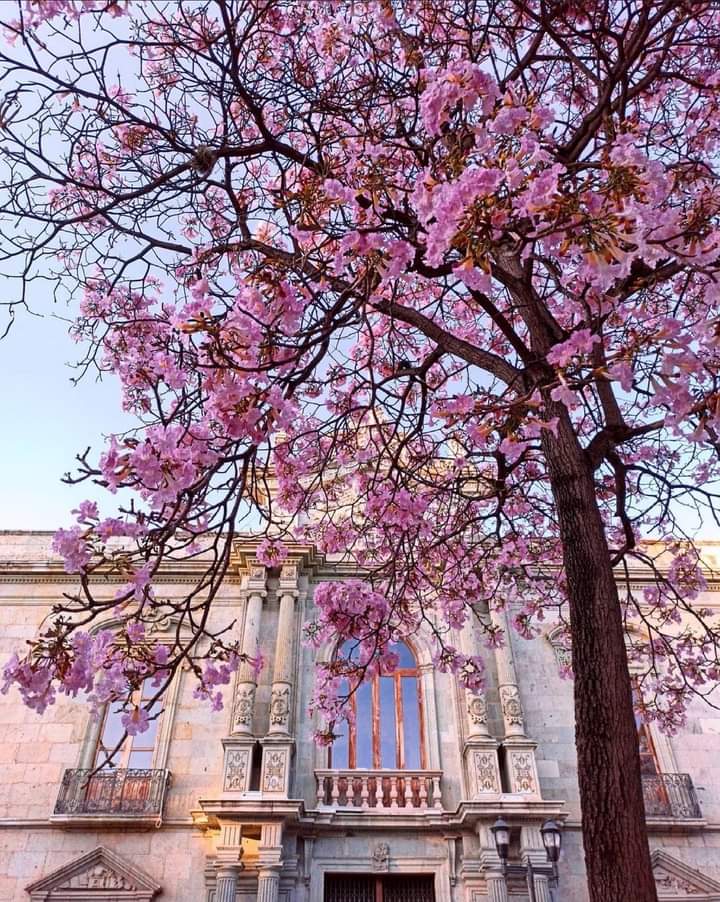 valmp79's tweet photo. Bienvenida la #Primavera 
#Oaxaca 
🌸🐦🌅 https://t.co/H4ZeAtBsTq