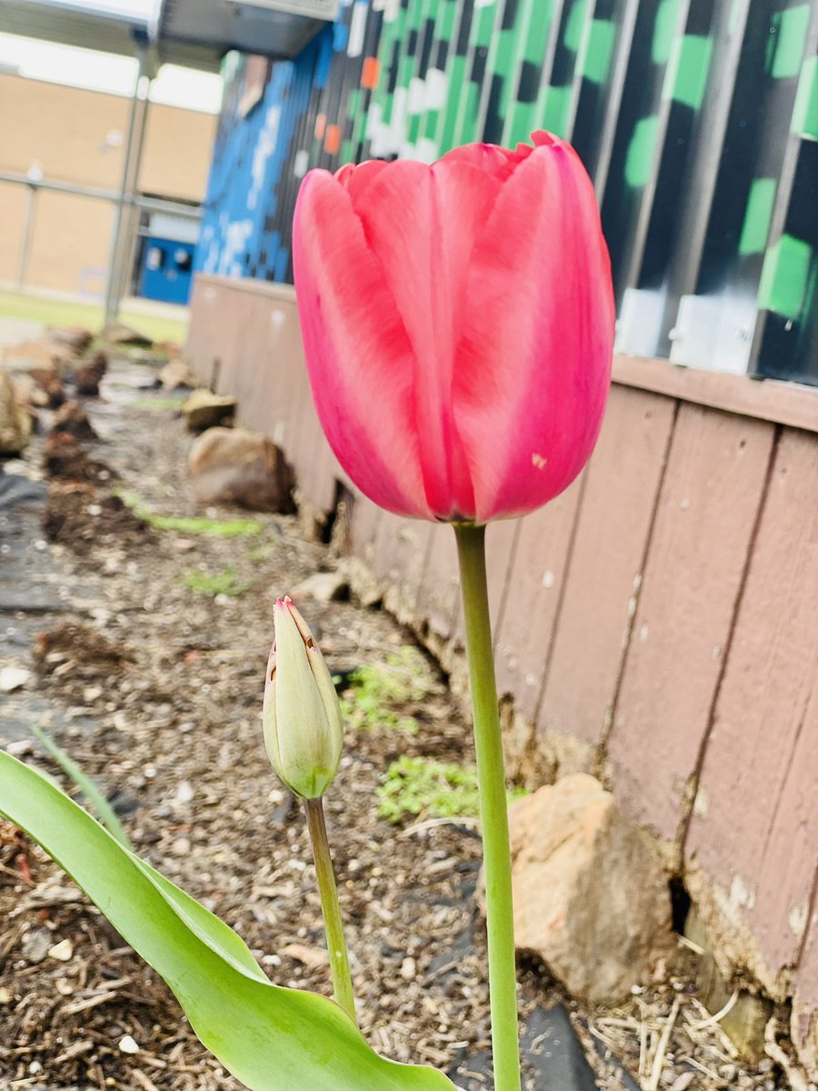BishopArtsSTEAM's tweet photo. Spring has sprung! Soon we’ll have potatoes and onions planted by our own little Rams! And our annual tulips are returning! They add vibrant colors to our school and are a beautiful addition to our school garden! @dallasschools @DallasisdSTEM @OutTeach_Tx @LourdesGarduno3 https://t.co/svygfDypai
