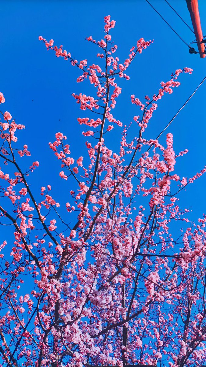 paranoid8219's tweet photo. Spring is in the air.. 🌸 https://t.co/VVzdfbrhpU