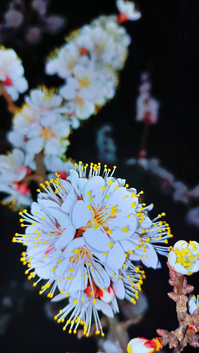 paranoid8219's tweet photo. Spring is in the air.. 🌸 https://t.co/VVzdfbrhpU