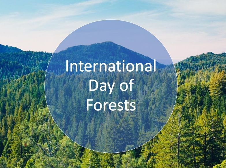 International Day of Forests, a day to celebrate and raise awareness of the importance of all types of forests and tress. Healthy forests for healthy people.

#IntlForestDay #ForestDay #trees #forests #ottawa #housing #supportivehousing #affordablehousing