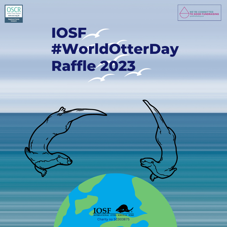 Our IOSF #WorldOtterDay Raffle is now open for 2023 and there are some fantastic prizes. Follow this link and find out how it works: justgiving.com/campaign/iosfw…

A big thanks to our prize-donators: <a href="/kinloch_lodge/">Kinloch Lodge</a> <a href="/bigwildthought/">Big Wild Thought</a>  @perkinsandmorley  @guymorganskincare @seachangewine