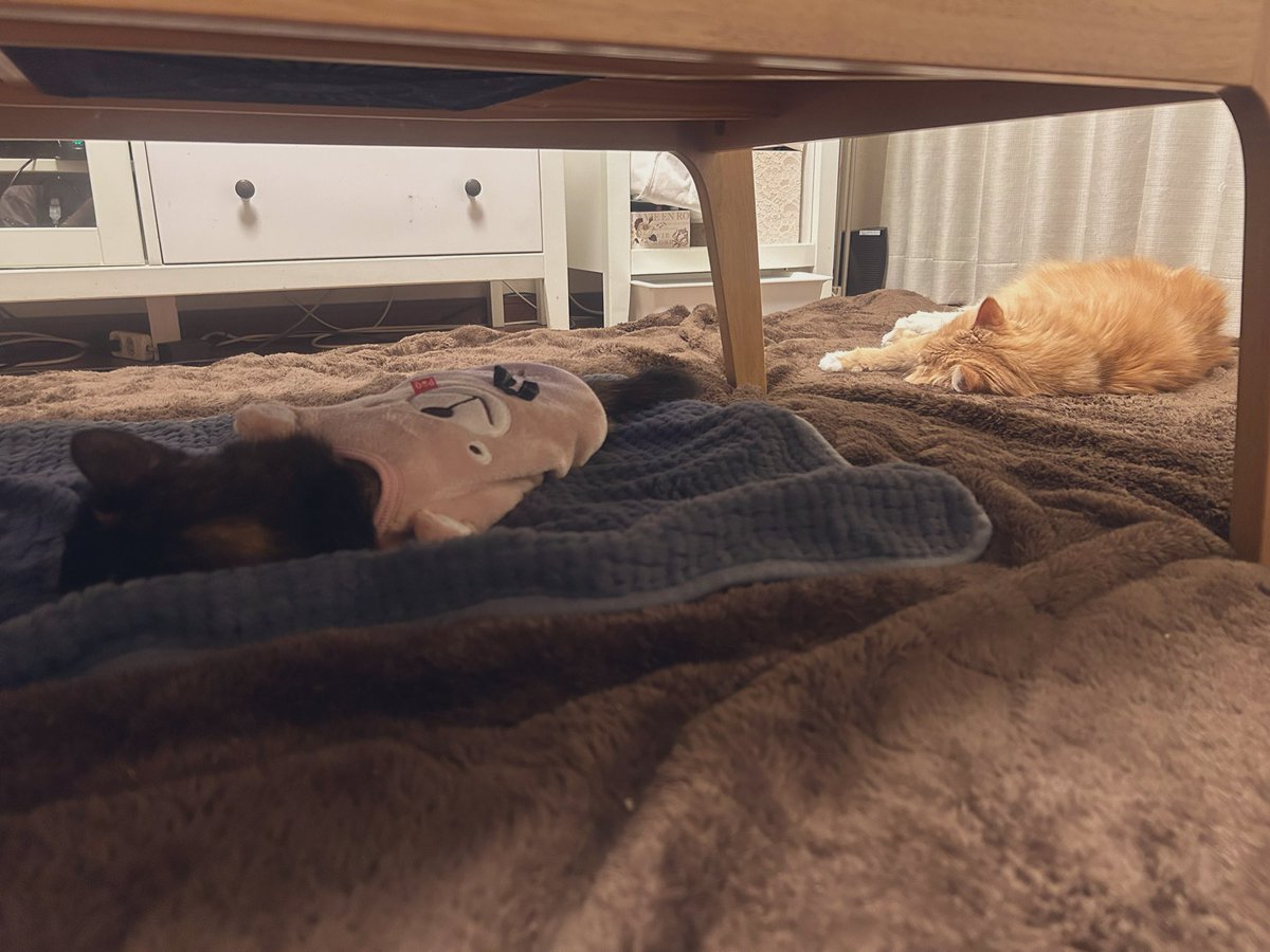 qq_0422's tweet photo. おやすみなさい😴

#猫のいる生活 https://t.co/zbTI24Sgsb