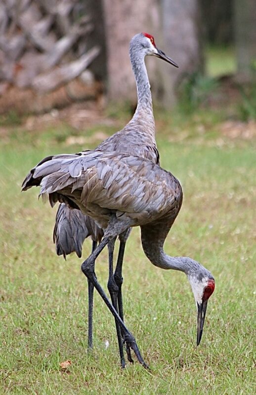 Congratulations to <a href="/AlachuaCounty/">Alachua County</a> on taking 2nd place in this year's #FCCMAPhotoContest! They received 1100 votes!! What a beautiful photo!