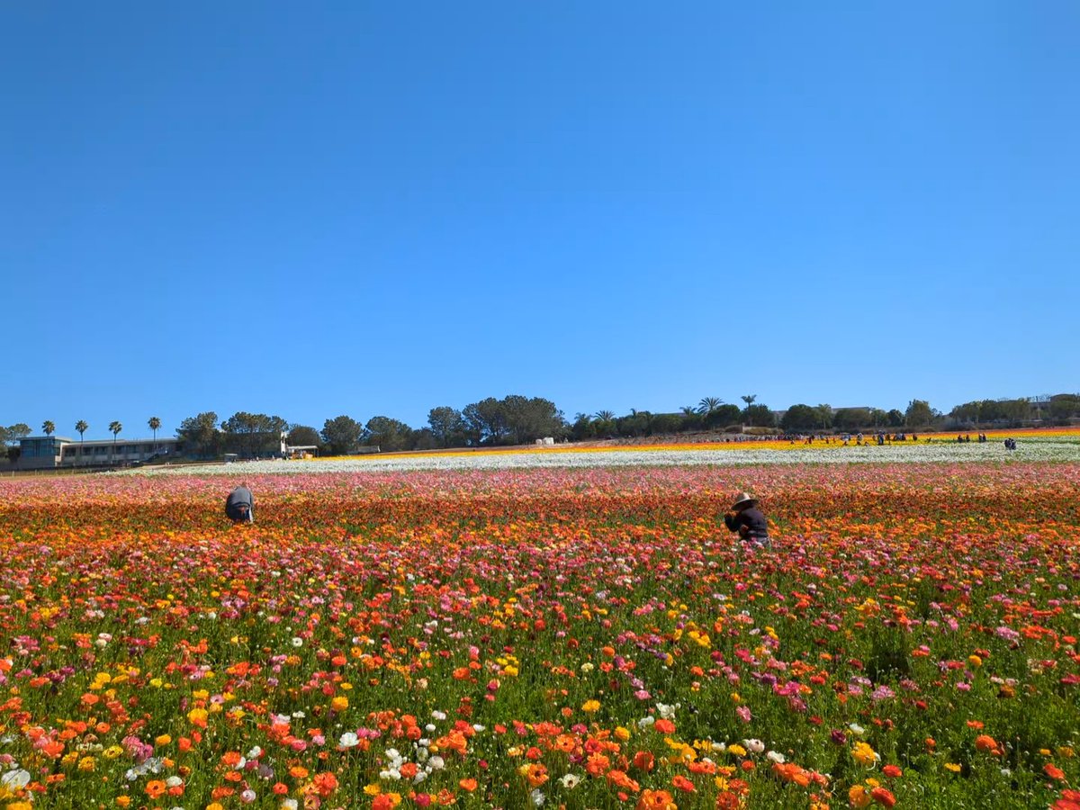 sirvincentph's tweet photo. In fields of endless bloom and hue, A canvas graced with nature's art, Soft petals dance on whispers, true, As colors weave through every heart.

Each blossom whispers tales untold, A symphony of life unfolds, A vibrant sea of love enmeshed, In flower fields, our souls refresh. https://t.co/OddB7AeH9d