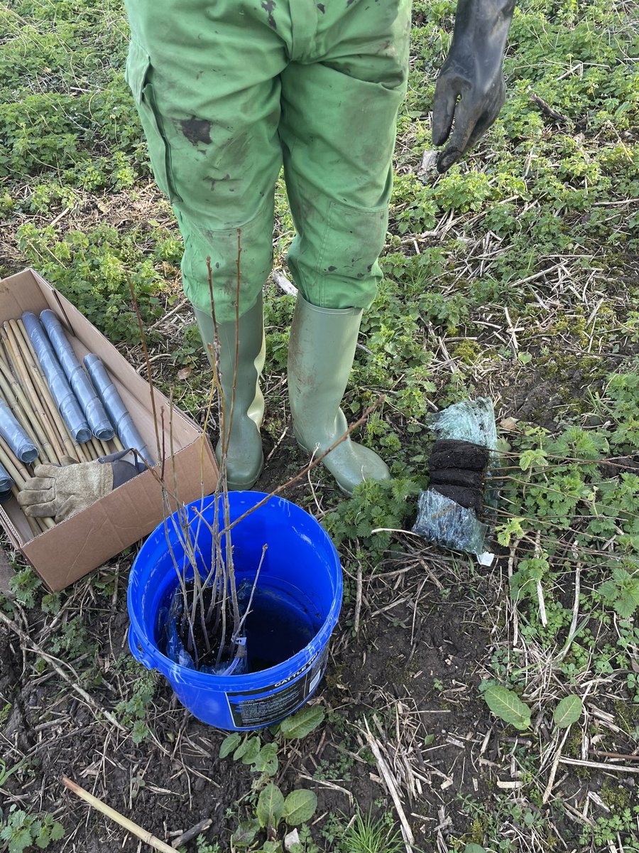 Planting our trees supplied by <a href="/WoodlandTrust/">WoodlandTrust</a> <a href="/LloydsBankBiz/">Lloyds Business</a> @NFUsouthwest #TreesOnFarms