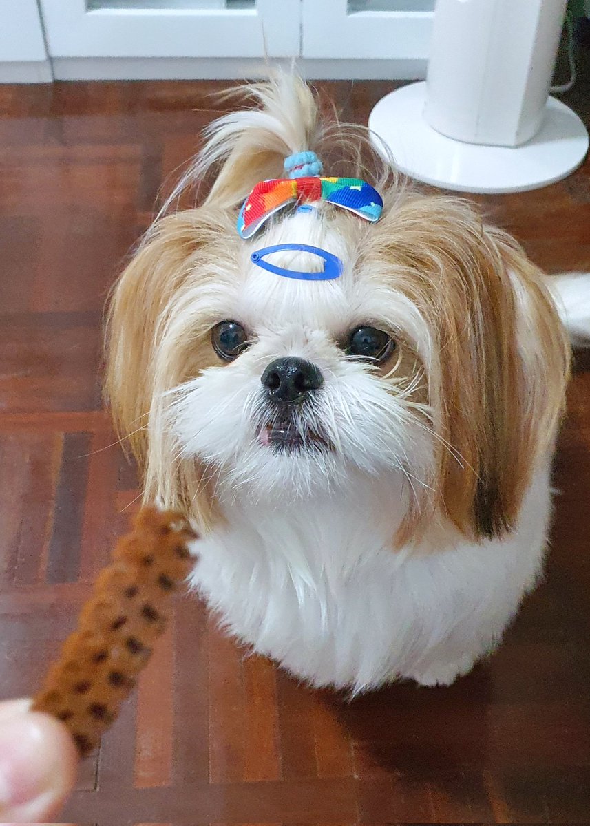 Botan &amp; her favorite treats! 👀🐶🎀

#BotanTheShihtzu