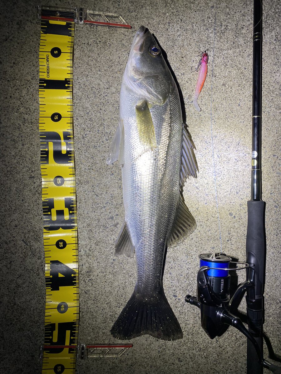 seabass_hirame's tweet photo. シーバス2匹
#RJ10
#22ステラ3000MHG
#22STELLA3000MHG
#ヤマガブランクス
#YAMAGABlanks
#EarlyPlus96m https://t.co/5Eh2kPd33k