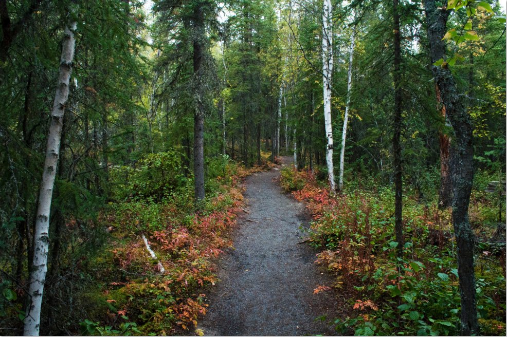 It’s the International Day of Forests! Did you know, 11 different species of tree can be found across 40 million hectares of land? To learn more check out: enr.gov.nt.ca/en/services/fo…