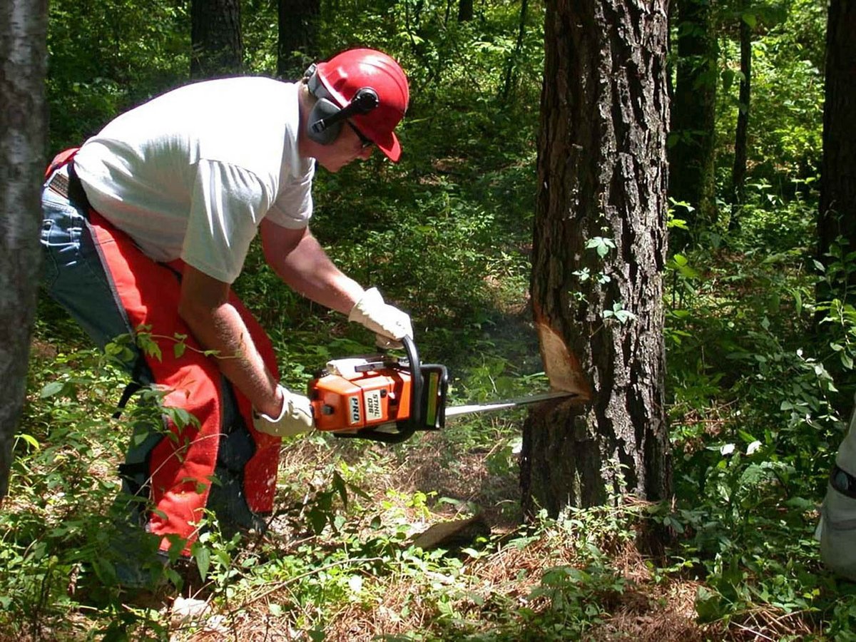 RayTheTreeGuy's tweet image. Ray The Tree Guy offers comprehensive services to remove any dead or obstructed trees from your property. Learn more by visiting our website! 
 
#TreeTakeDown #TreeRemoval #HazardousTreeRemoval bit.ly/3UuiJDJ