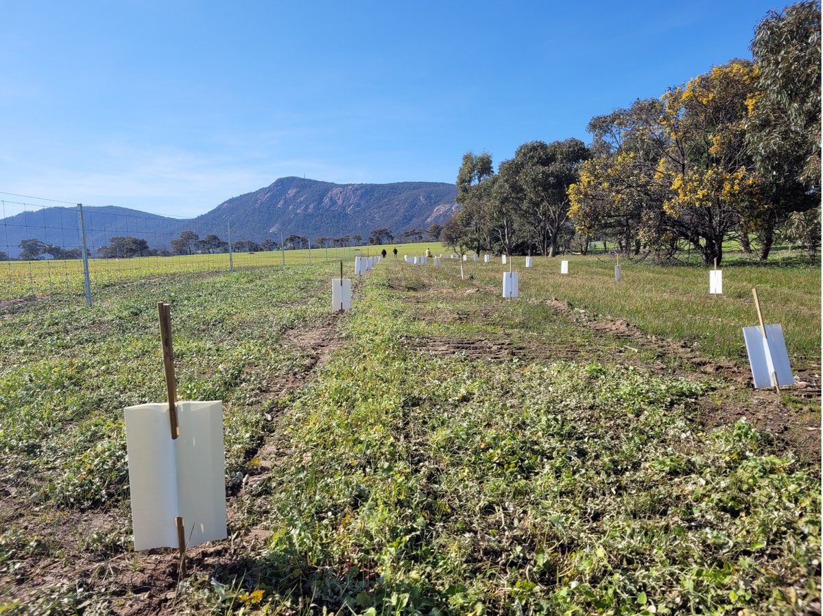 10,000 Native trees planted in #Australia 🌎🎉

These trees were planted to restore 21.30 hectares of land in communities across Western Victoria. 34 different species were planted over all the sites, seeking to create the most biodiverse habitat 🌿🌱