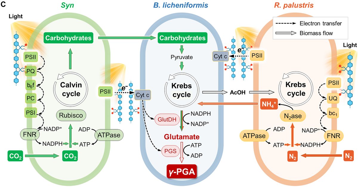 Researchers in <a href="/ScienceAdvances/">Science Advances</a> have developed artificial bacterial “microfactories” that can synthesize proteins more efficiently than natural organisms. scim.ag/1Xv