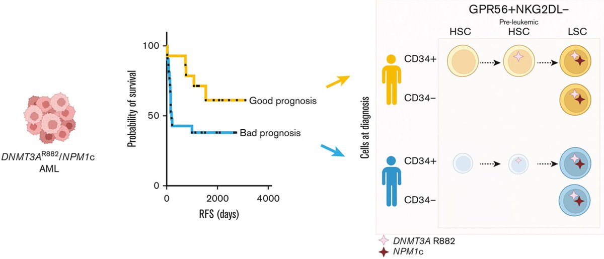 Andreas Trumpp lab <a href="/DKFZ/">DKFZ</a> <a href="/hi_stem_lab/">HI-STEM - Cancer and Stem Cells in Heidelberg</a> is thrilled to announce our new story in <a href="/BloodAdvances/">Blood Advances</a> by @ElisaDonato17, #NadiaCorreia, #CarolinAndresen on the presence of normal and pre-leukemic #HSCs next to #LSCs in #DNMT3Amut #NPM1mut #AMLs linked to outcome(1/5)
