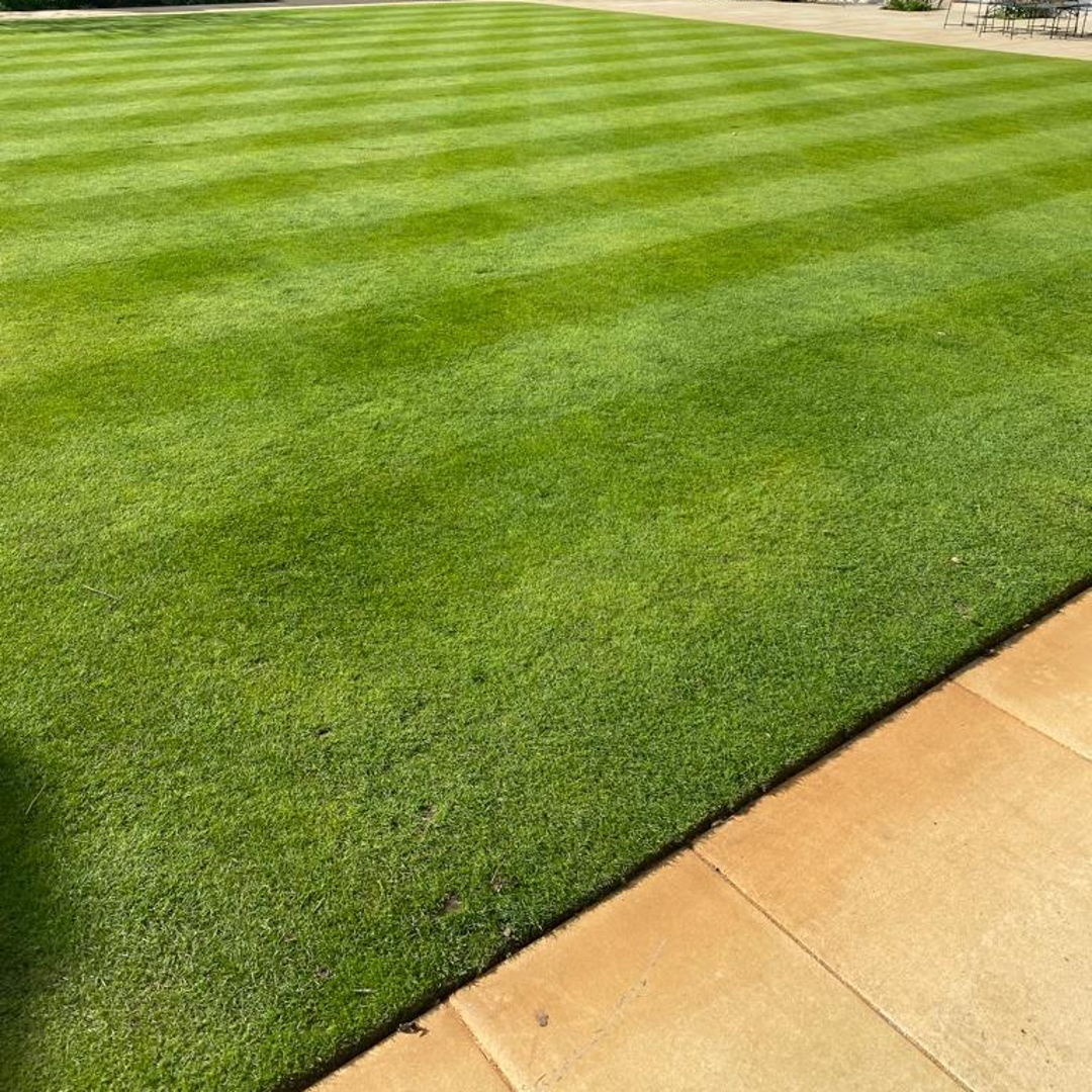 LawnAssociation's tweet photo. Not bad for this time of year eh?? 😍

Now to rip them up a little - no over seeding required though 😝

#nativegrasses #lawnassociation #modernlawncare #scarification #springlawncare #lawncare #lawns #bentgrass #fescue #native https://t.co/jdbiwH5jML