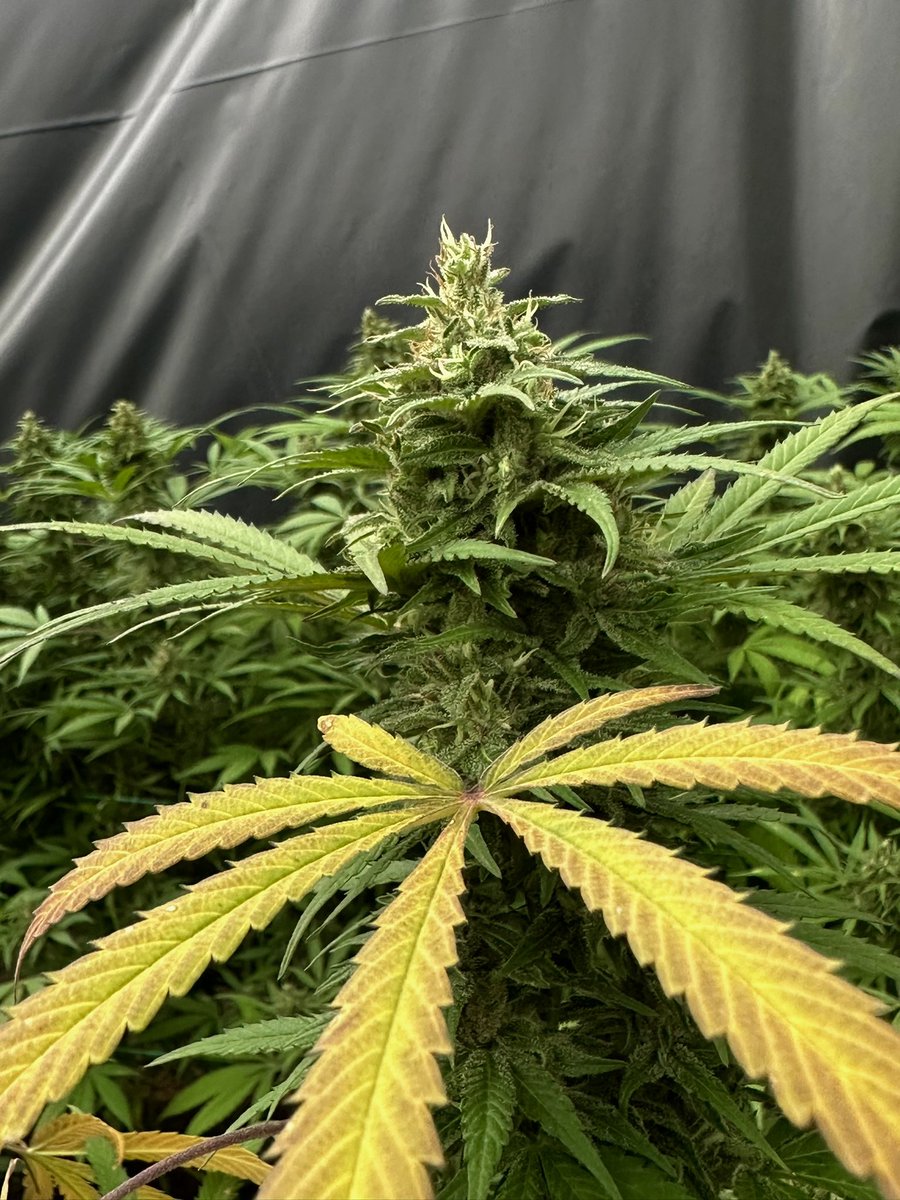 greenleafcol tweet picture