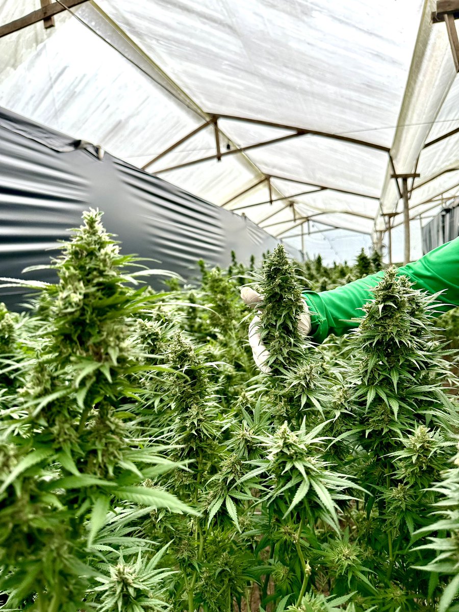 greenleafcol tweet picture