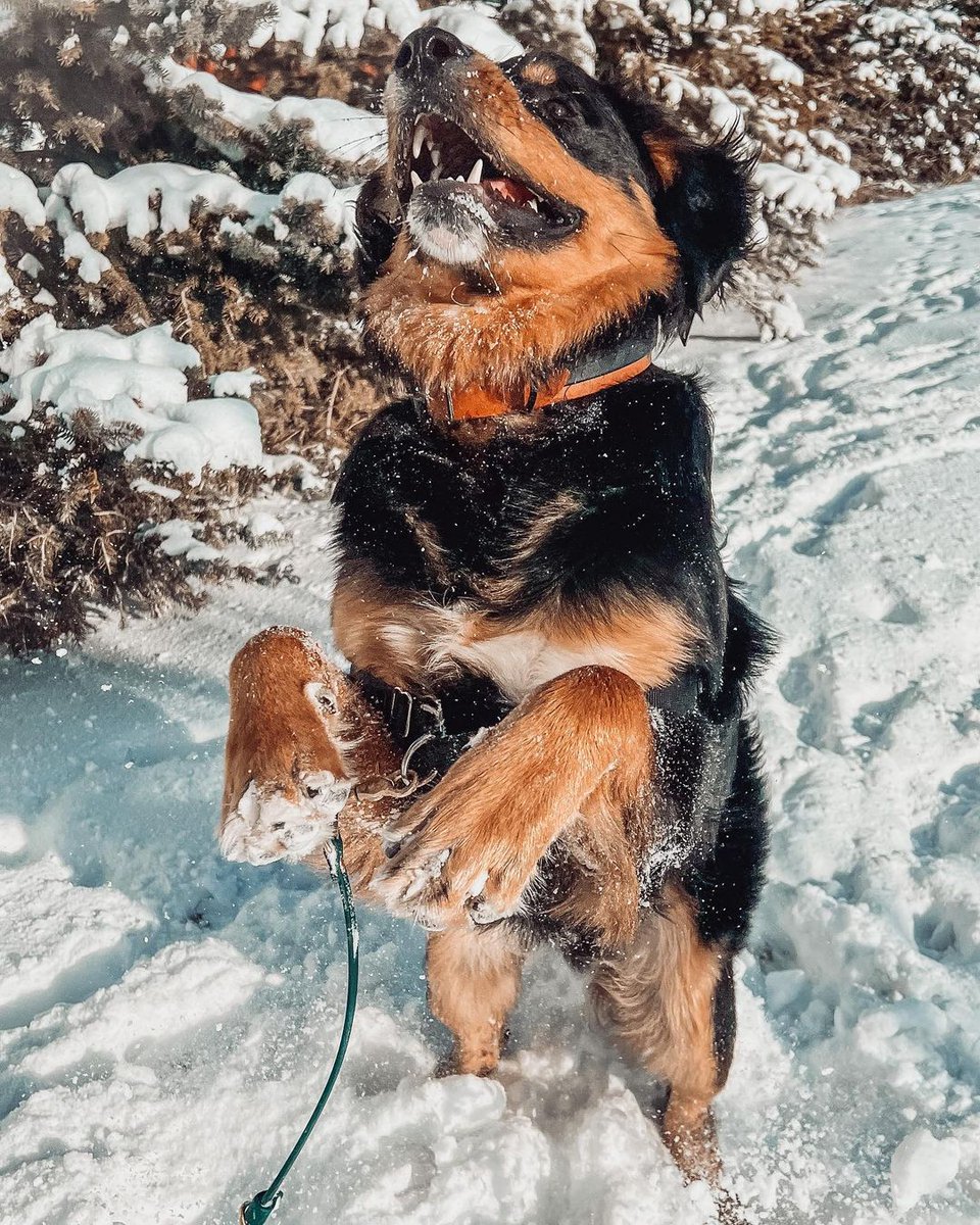 Spring...is that you? Although the #dogsofwalden love fresh powder, many of them ( and their owners) are waiting for warmer weather and longer days to enjoy all the walking paths, the community, and more! 

<a href="/zeuse/">ricky bondie</a>.n.luna
@odin_the.goodest.boy