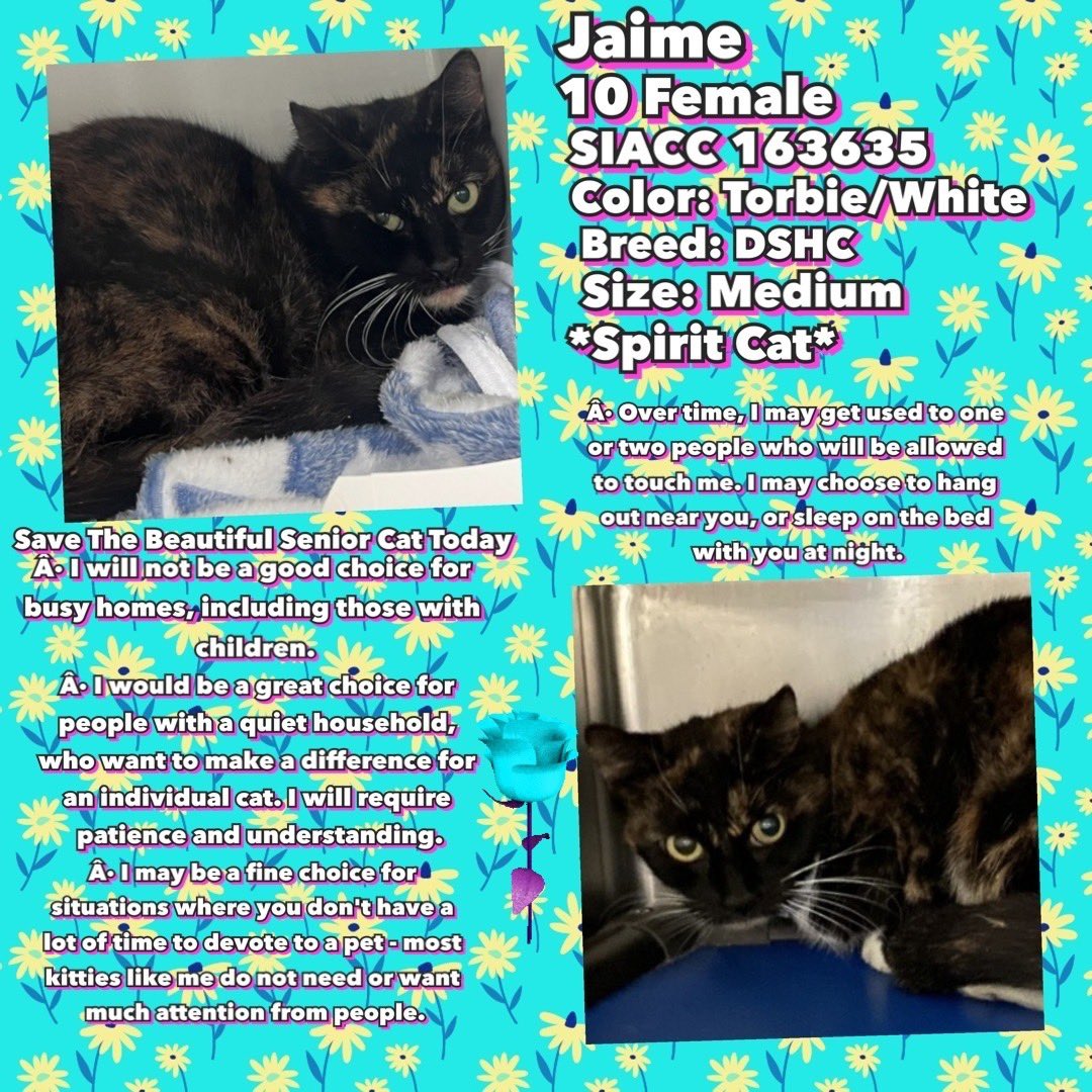 Kimberlykokourt's tweet photo. Beautiful #SpiritCat Named #Jaime Is Available For #Adoption, #Foster, #FosterToAdopt Or #Rescue (#NewHopePartner) At The #StatenIsland Animal Care Center (#NYCACC Shelter) #ID163635! Jaime Is 10 Years Old & A Torbie! Adult Only Home! Quiet Home ๐ ! #CatsOfTwitter Female #Cat RT https://t.co/l1DkLbaAnb