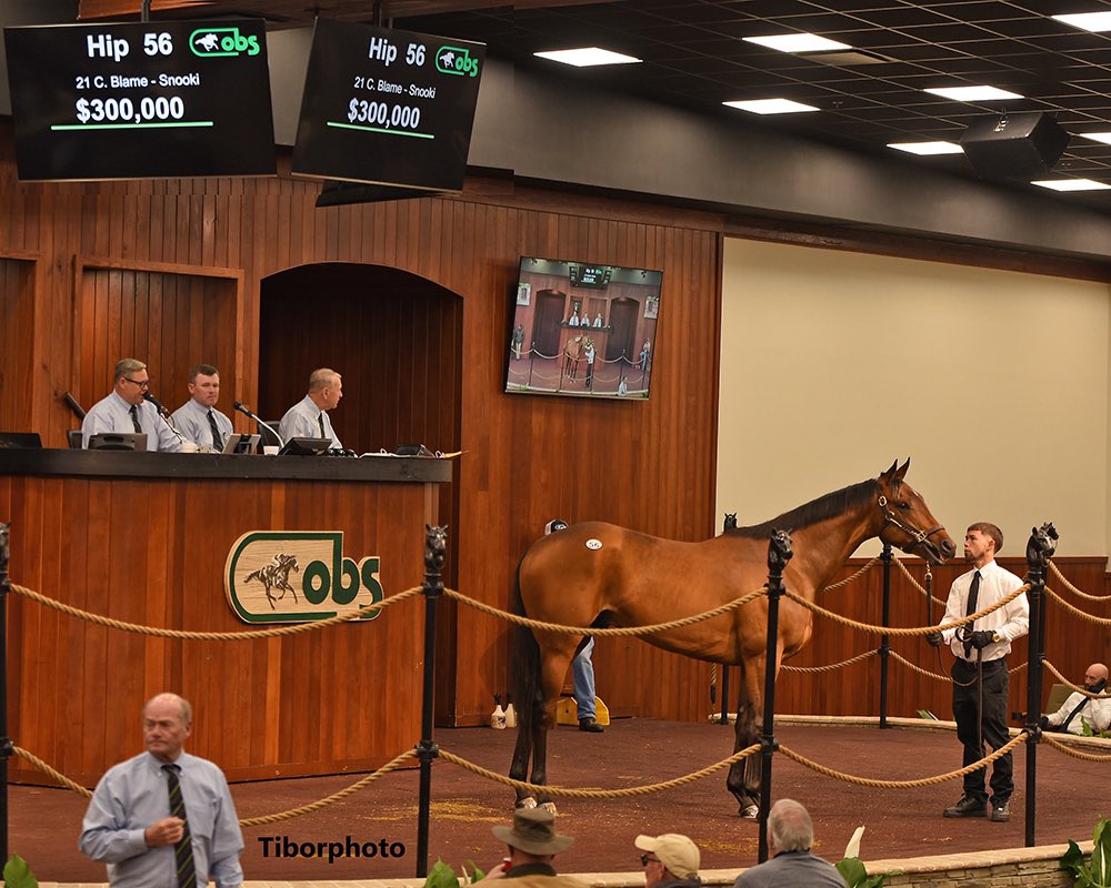 Great way to start off the 2-year old sale season🌟21 Blame colt out of Snooki sells for $300K at the @OBSSales March Sale🏇💨

A raised and trained graduate🎓 Team work makes the dream work🚀
#globalgraduate #globalsucess #globalthoroughbreds #horsetraining 

📸Tiborphoto