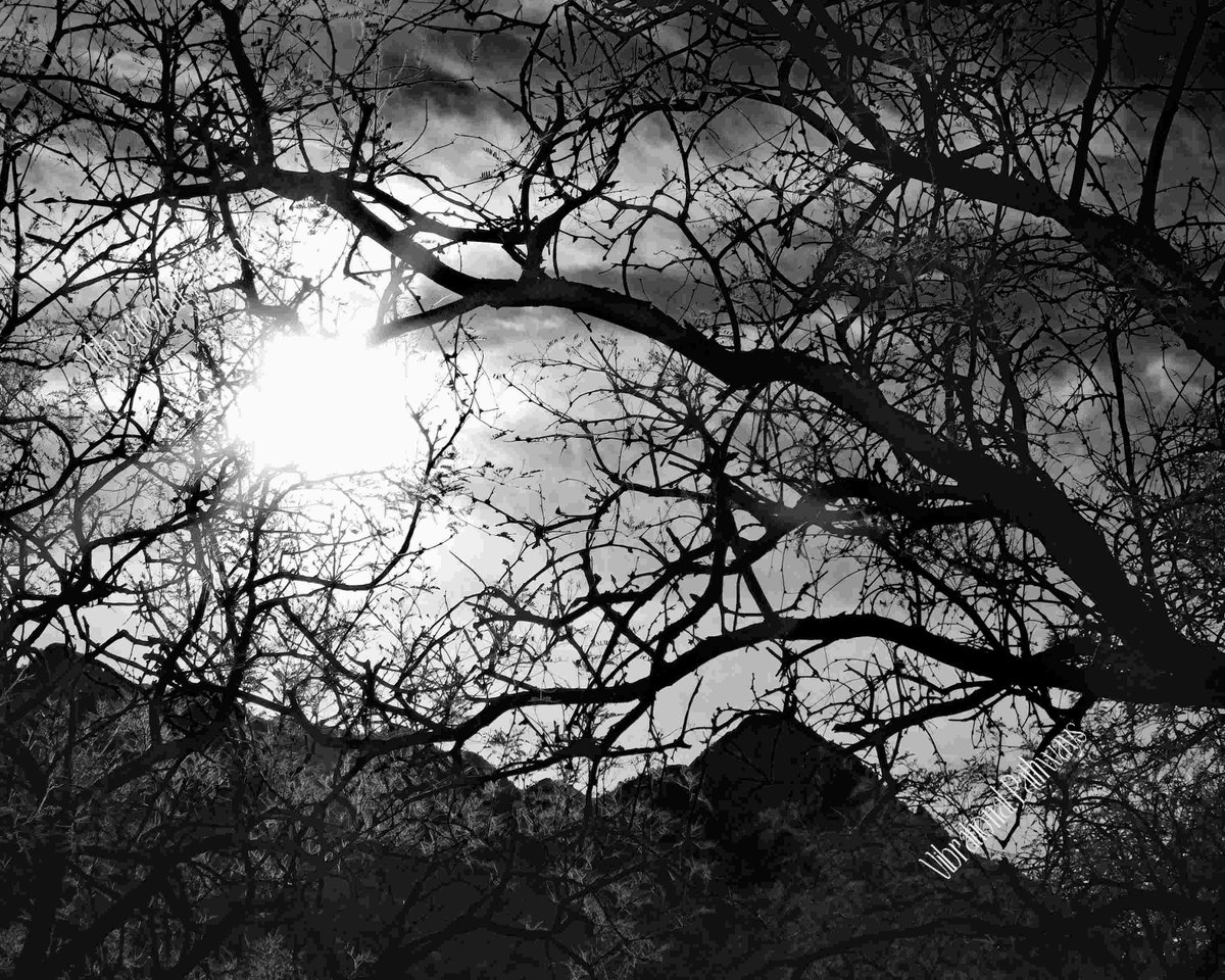 RobieJean1's tweet photo. Morning Sun on the Rise in Madera Canyon AZ https://t.co/plolZilkdV #misty #landscapeScenery #trees #nature #morning #maderaCanyon #fall #autumn #meadow #photography #mysticVenturesPhotos https://t.co/mGvwYPn13m