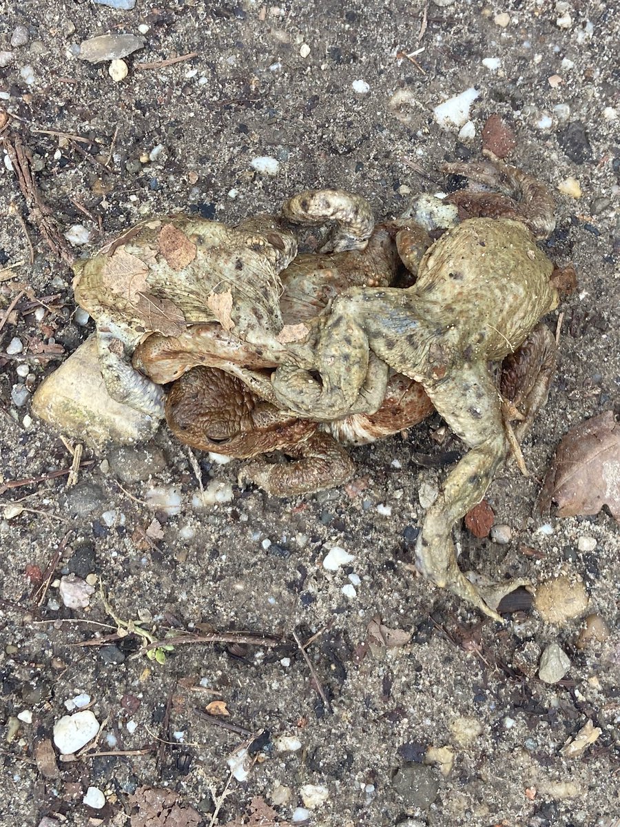 Kan iemand mij vertellen wat hier gebeurt? <a href="/Bosw8erJonathan/">Boswachter Jonathan</a> ?