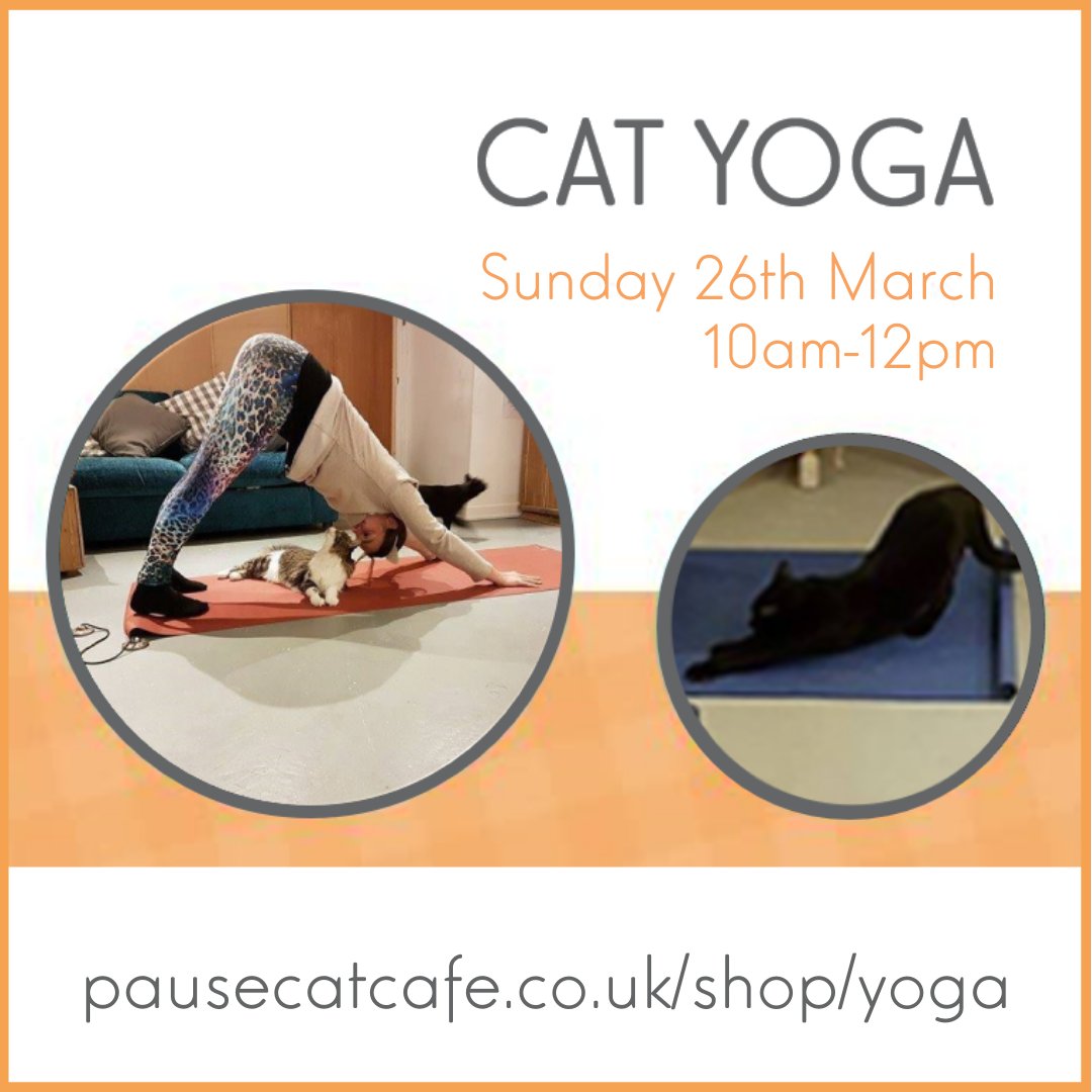 Relax with cats at our unique and restorative cat yoga class. Yoga with a difurence…our gorgeous rescue kitties are free to wander around and help you relax. Book tickets hair: pausecatcafe.co.uk/shop/yoga 
#PauseCatCafe #CatLovers #CatYoga #Yoga #ThingsToDoInBournemouth #Bournemouth