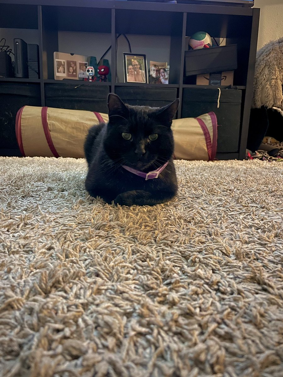 AkaOrangejuice's tweet photo. Got my #calmingcollar on!! Mum says I need to stop fighting every #cat I see outside and #stop attaching my #catbrother
#catsoftwitter #CatsOnTwitter #blackcat #cats #bullycats #meancats #lovehim #myboy #blackcatsarebeautiful #loaf #catloaf https://t.co/6TzP3N3U6K