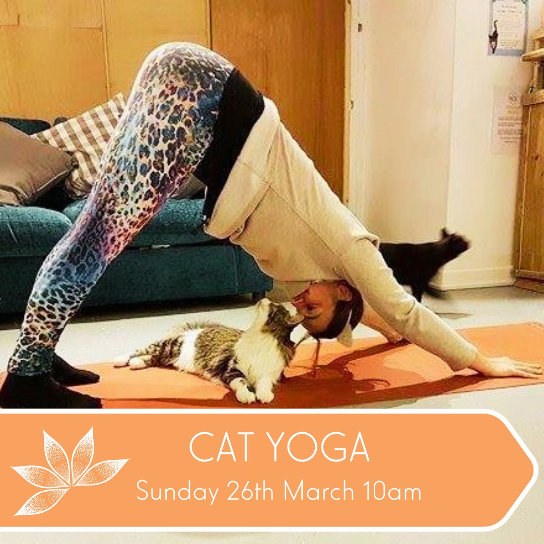 Cat Yoga returns to Pause this Sunday. Relax with the kitties whilst learning from the brilliant @yogawithbextriggs. Cat’ch your tickets hair: pausecatcafe.co.uk/shop/yoga
#PauseCatCafe #CatLovers #CatYoga #Yoga #ThingsToDoInBournemouth #Bournemouth  #CatTherapy #RescueCats
