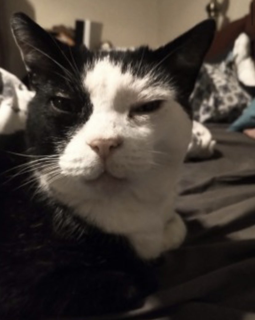 rosiedoc666's tweet image. #missingcatsday 🐈‍⬛
NORMAN LOST OLDER ADULT BLK&amp;amp;WH 
25/12/22 #SG8 
PRETTY NEW TO AREA 🆘🤯
#Royston DID U PICK HIM UP? 

doglost.co.uk/dog-blog.php?d…

@RoystonTownFC @RoystonNews @JacquiSaid @bs2510 @CatsMissing @pettheftaware @gelert01 @karensarah66 @MissingPetsGB @KarenFi51820768