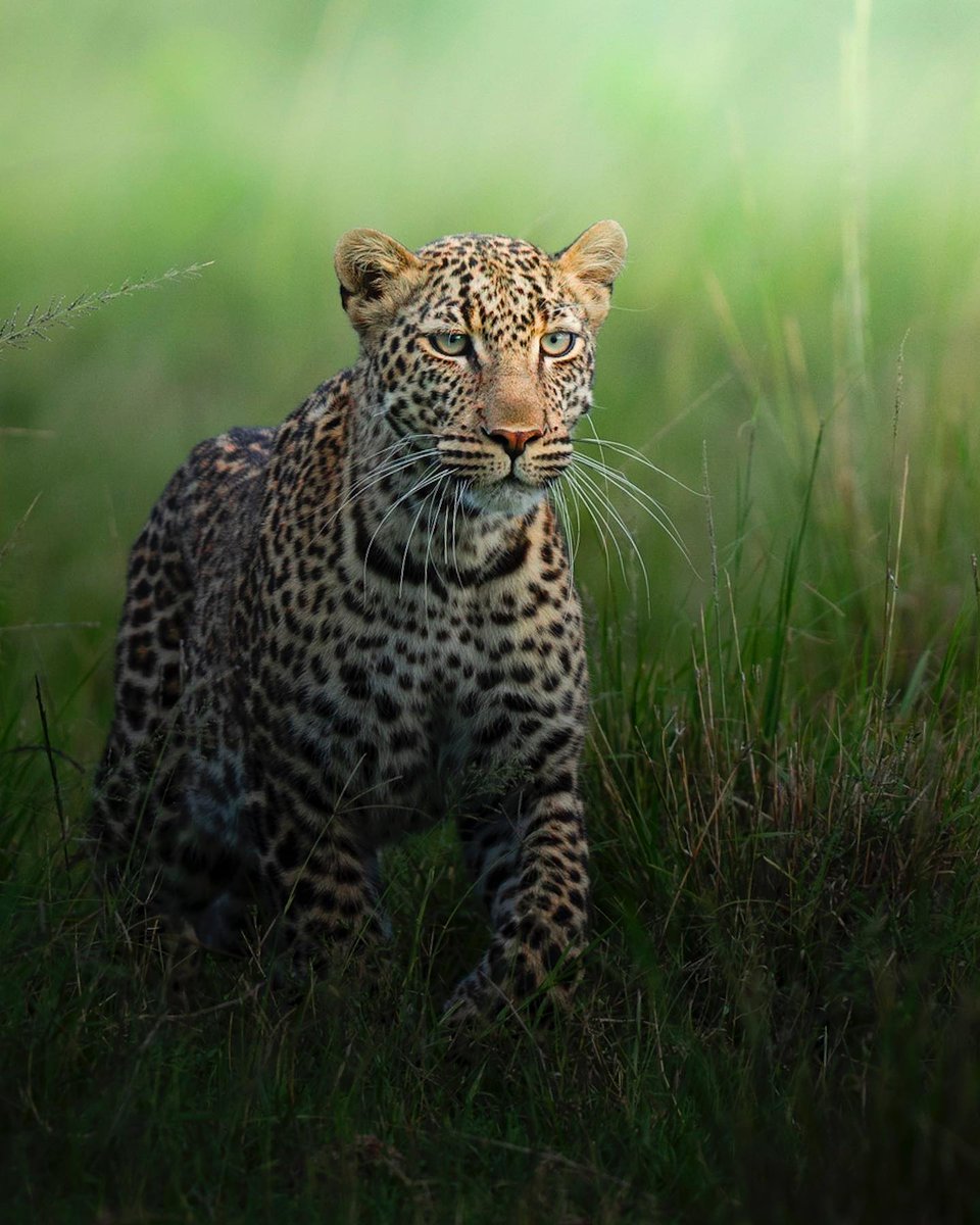 earth's tweet photo. On the prowl.
cc: @dhirjakharia https://t.co/moMZ74aL5a