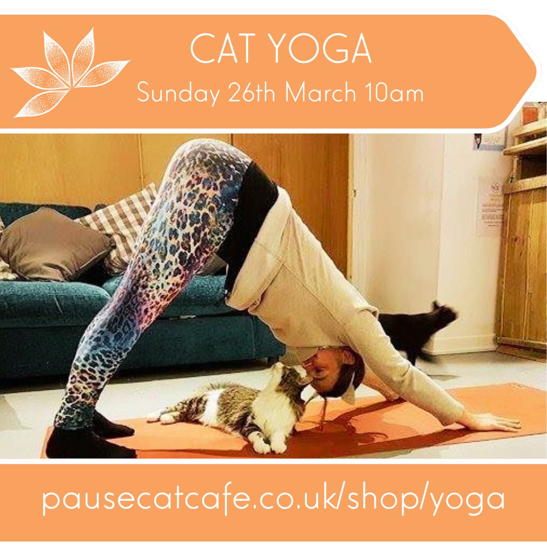 There's still time to book a slot in our Cat Yoga class tomorrow! Stretching alongside our kitties is a supurr healing experience! Book your tickets meow: pausecatcafe.co.uk/shop/yoga
#PauseCatCafe #CatLovers #CatYoga #Yoga #ThingsToDoInBournemouth #Bournemouth  #CatTherapy #RescueCat