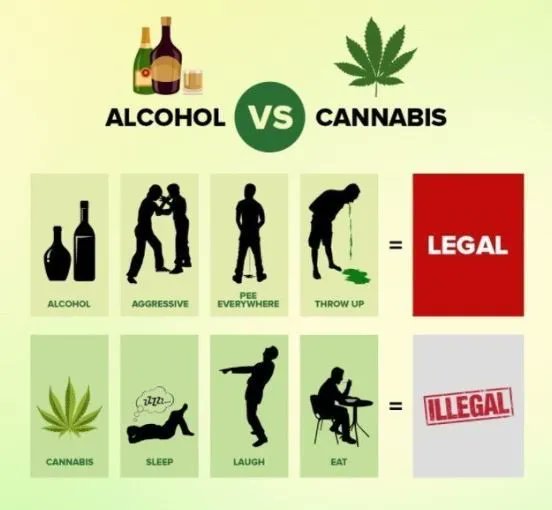 StonerCIips's tweet image. 🍁 &amp;gt; 🍺