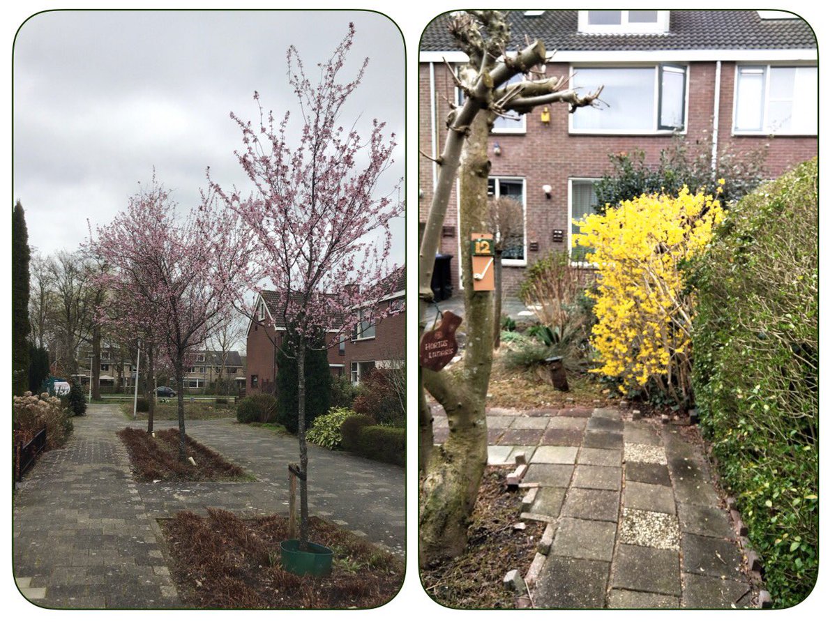 21 maart 2023:
Somber weer maar toch is het lente. Voor het huis is de Japanse kers aan het showen, in de achtertuin slooft het Chinese klokje zich uit.