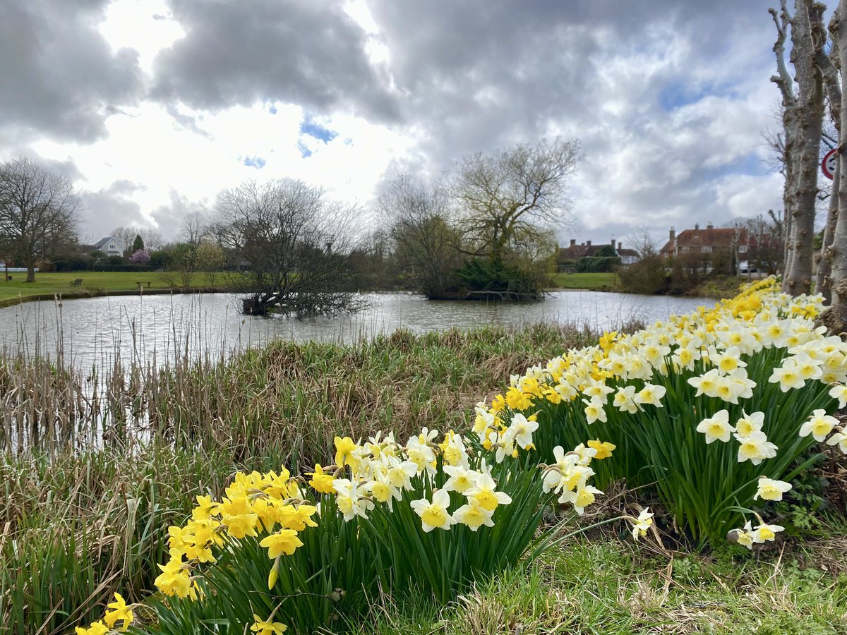 djrmaddisons's tweet photo. The weather may not have quite got the memo that it’s now officially #spring but at least the flowers have! Isn’t this display of daffodils at #Matfield village pond absolutely glorious. I had to stop to take a photo on my way back from viewings in #Brenchley https://t.co/W2dwLqemQy