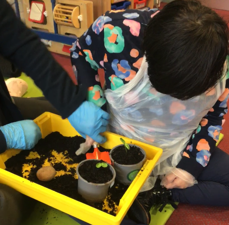 Fairfieldstweet's tweet photo. F3 students have been working hard planting some potatoes and sunflowers during their gardening session (Green and Grow).
#WorkRelatedLearning #Careers https://t.co/K9qDZb2x8E