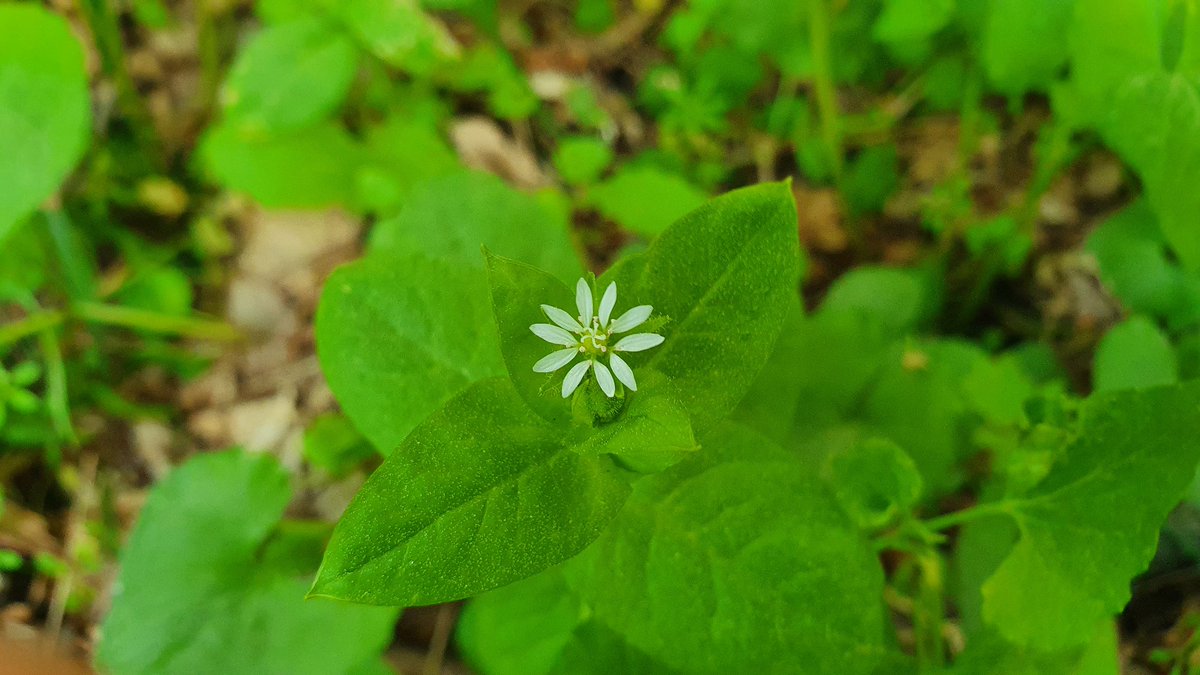 별꽃(Stellaria) 속 사진 2장
- 1번 별꽃(Stellaria media)
- 2번 쇠별꽃(Stellaria aquatica)
- 별꽃은 암술대가 3개로 갈라지고 쇠별꽃은 5개로 갈라짐
- 매우 흔하게 볼 수 있는 식물로 냉이, 마디풀 등과 함께 세계적으로 널리 퍼져있는 종이라고 함(한반도 생물자원 포털, 오상훈, 2010.12.13)